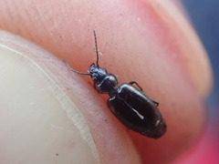 Microlestes