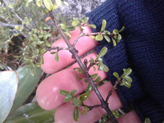 Coprosma crenulata