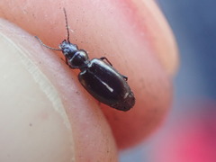 Microlestes