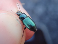 Harpalus honestus