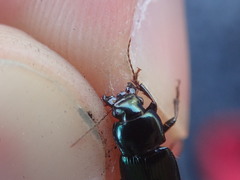 Harpalus honestus