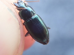 Harpalus honestus