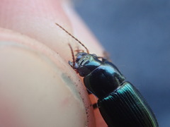 Harpalus honestus