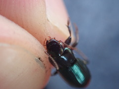 Harpalus honestus