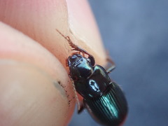 Harpalus honestus