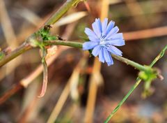 Cichorium pumilum