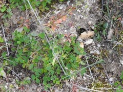 Medicago arabica
