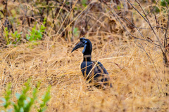 Bucorvus abyssinicus