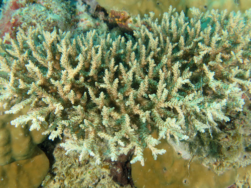 Acropora selago observed 2020-05-31