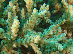 Acropora selago
