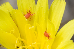 Balaustium