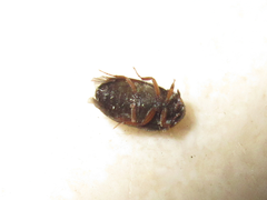 Attagenus unicolor