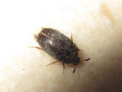 Attagenus unicolor