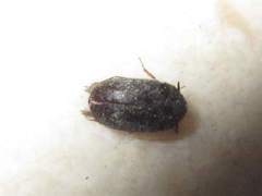 Attagenus unicolor