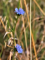 Cichorium pumilum