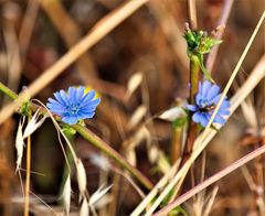 Cichorium pumilum