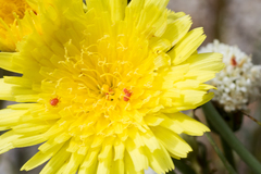 Balaustium