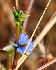 Cichorium pumilum