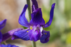 Delphinium parishii subglobosum