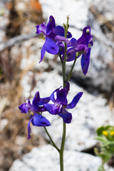 Delphinium parishii subglobosum