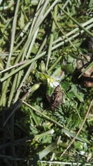 Cerastium holosteoides