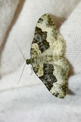 Epirrhoe galiata