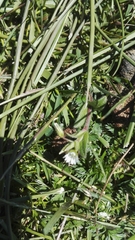 Cerastium holosteoides