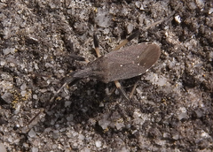 Dicranocephalus