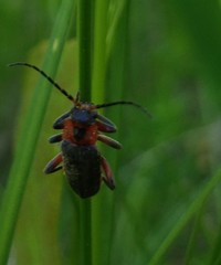 Cantharis rustica