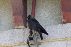 Corvus monedula spermologus