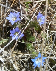 Gentiana squarrosa