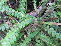 Blechnum membranaceum