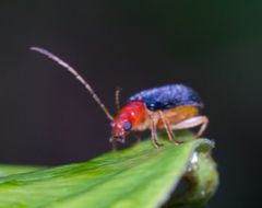 Trichobalya bowringii