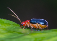 Trichobalya bowringii