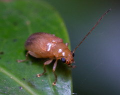 Sinoluperus subcostatus