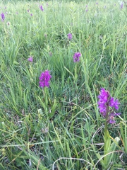 Dactylorhiza majalis