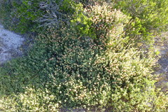 Hermannia ternifolia