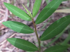 Phyllanthus ussuriensis