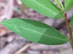 Phyllanthus ussuriensis