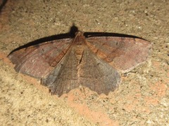 Xerodes albonotaria
