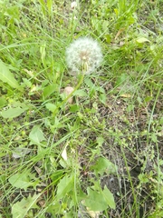 Taraxacum