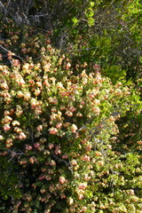 Hermannia ternifolia