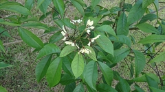 Crateva adansonii formosensis