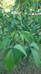 Crateva adansonii formosensis