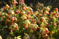 Hermannia ternifolia