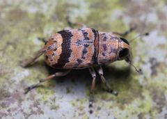 Tropiderini