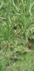 Chrysolina americana