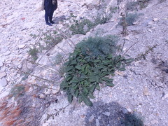Salvia ringens