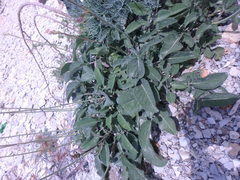 Salvia ringens