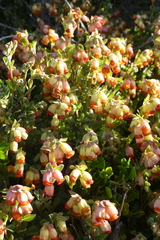 Hermannia ternifolia
